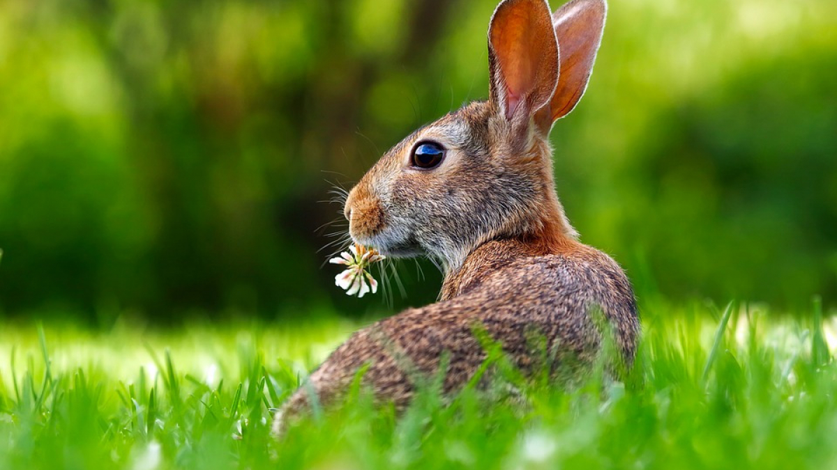 Illustration : "Une enquête pour retrouver la trace d’un serial-killer de lapins"
