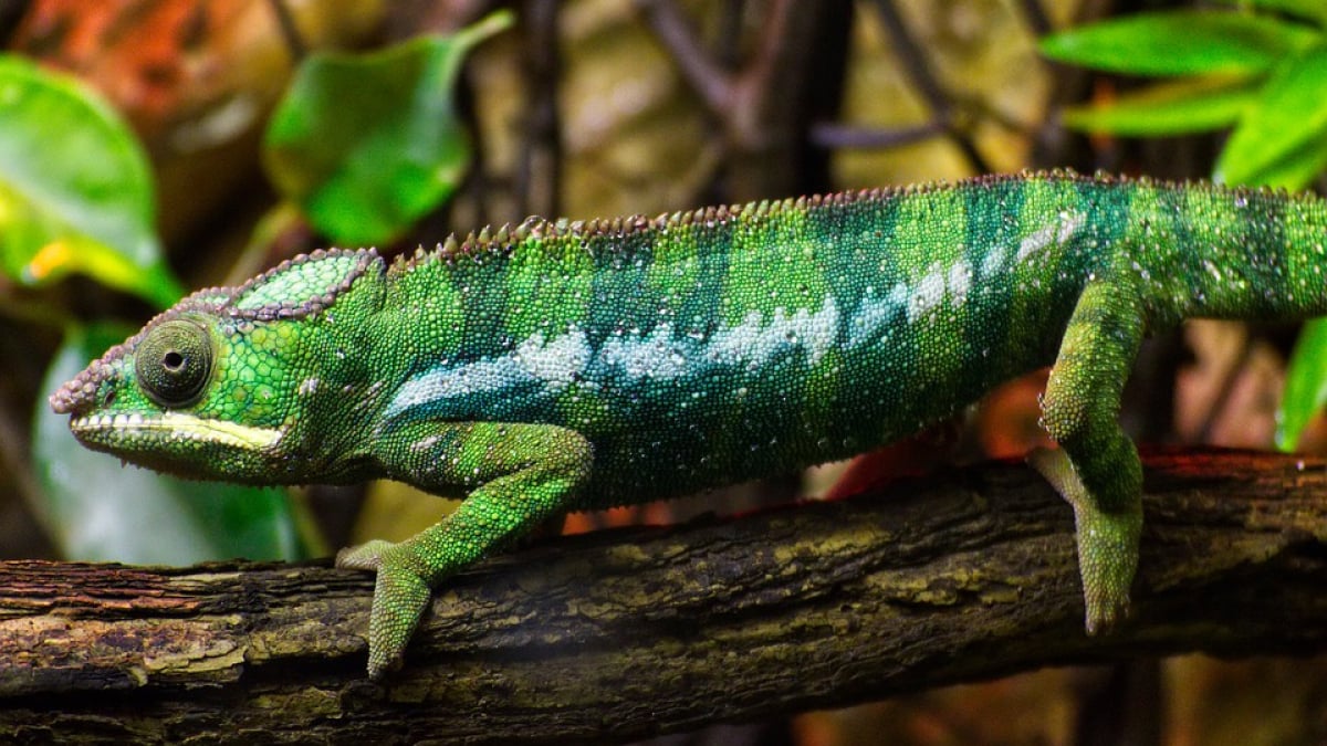 Illustration : "Comment aménager un terrarium pour lézard ?"