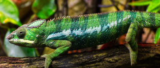 Illustration : "Comment aménager un terrarium pour lézard ?"