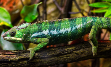 Illustration : "Comment aménager un terrarium pour lézard ?"