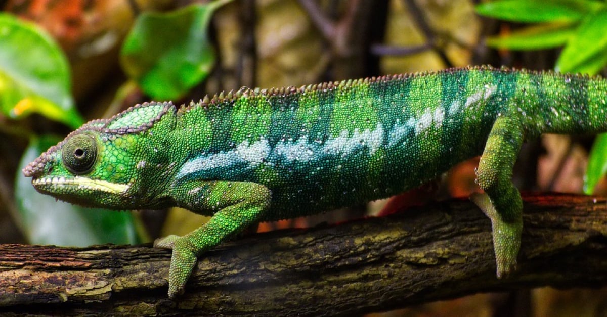 Quel Amenagement Pour Le Terrarium De Votre Lezard Nos Conseils Quel Amenagement Pour Le Terrarium De Votre Lezard Nos Conseils