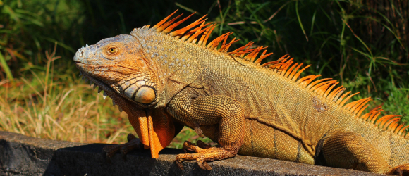 Illustration : "Comment aménager un terrarium pour iguane ?"