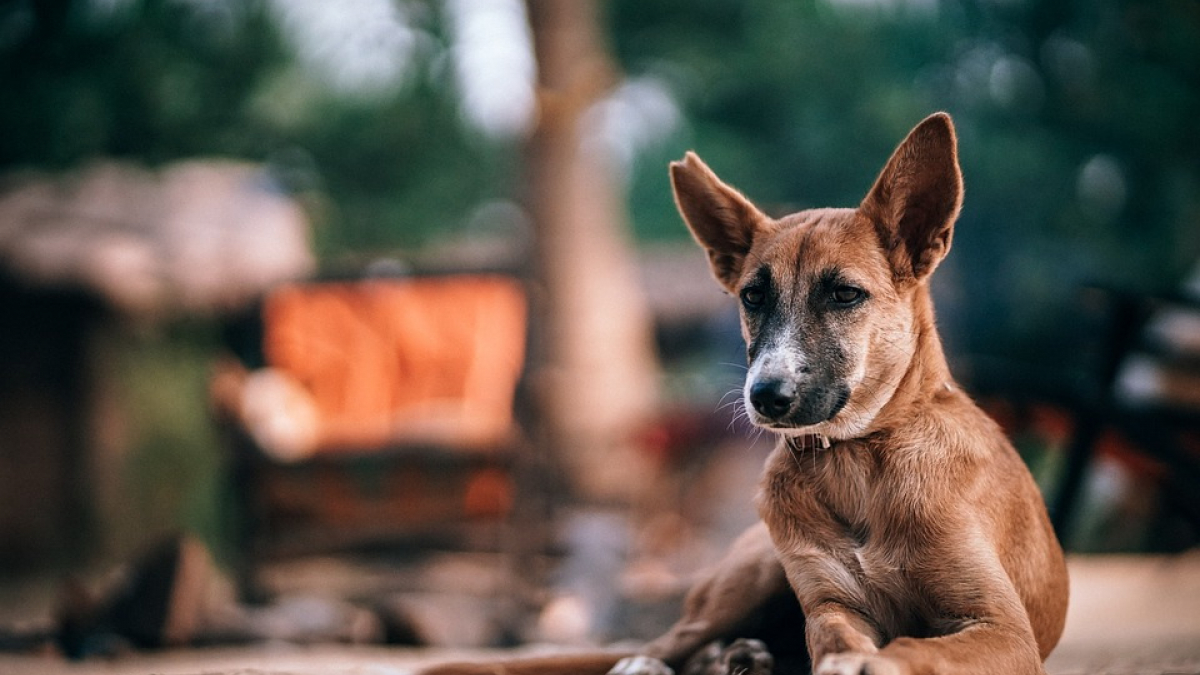 Illustration : "Ces idées novatrices pour lutter contre les abandons de chiens en ville"