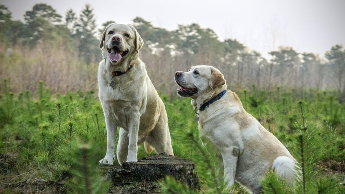 Illustration : "Un ancien gendarme sauve 2 chiens attachés à un arbre dans le lit d’une rivière"