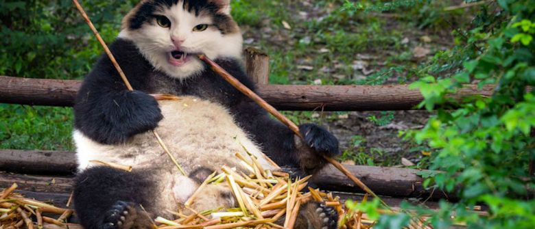 Adepte Du Montage Elle Place La Tete De Ses Chats Sur Toute Sorte D Animaux Adepte Du Montage Elle Place La Tete De Ses Chats Sur Toute Sorte D Animaux