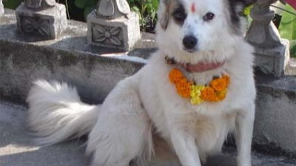 Illustration : Au Népal, un festival religieux célèbre l'existence des chiens