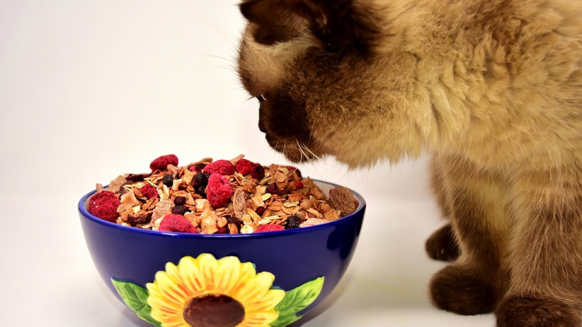 Illustration : "Les vétérinaires le disent, nous ne donnons pas la meilleure alimentation à nos chats !"