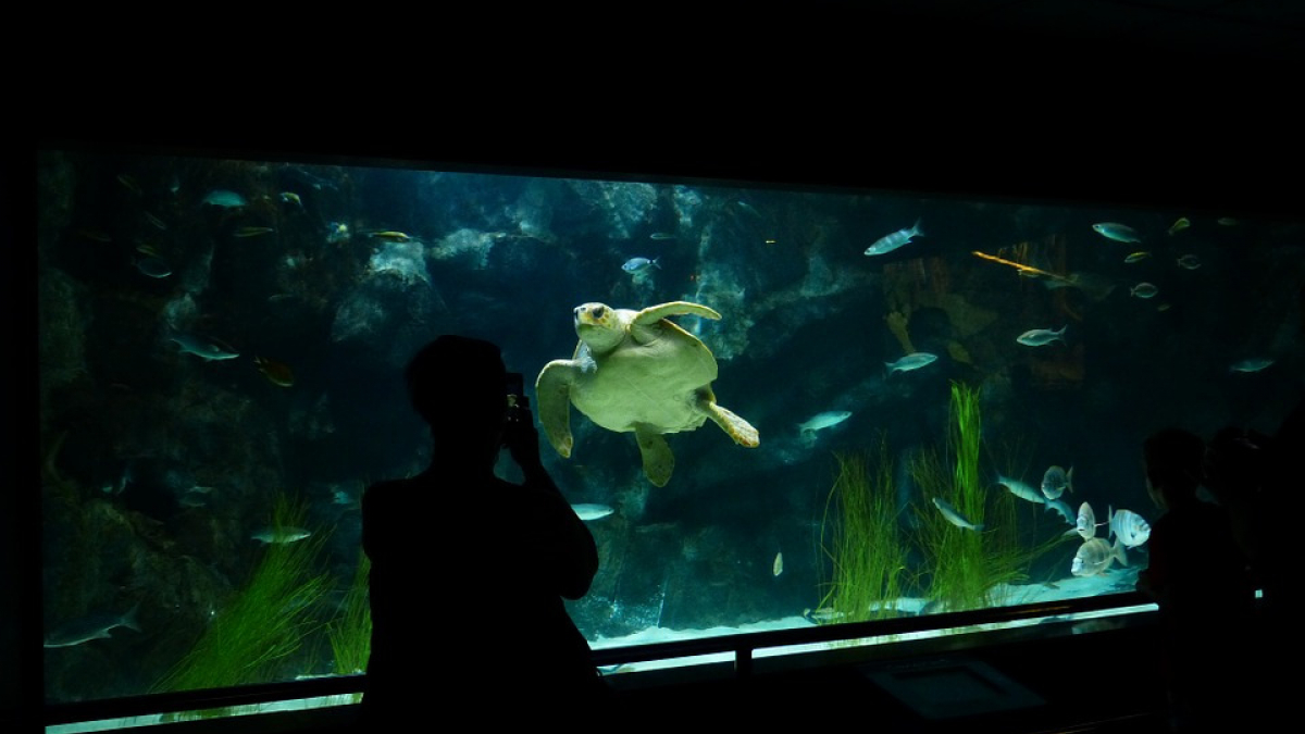 Illustration : "Quel aquarium choisir pour sa tortue aquatique ?"