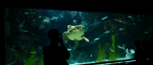 Illustration : "Quel aquarium choisir pour sa tortue aquatique ?"