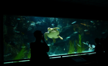 Illustration : "Quel aquarium choisir pour sa tortue aquatique ?"