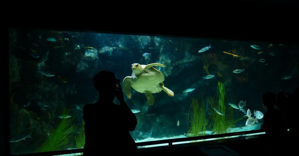 comment choisir un aquarium pour sa tortue aquatique
