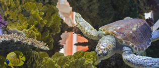 Illustration : "Comment aménager l'habitat d'une tortue ?"