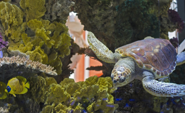Illustration : "Comment aménager l'habitat d'une tortue ?"
