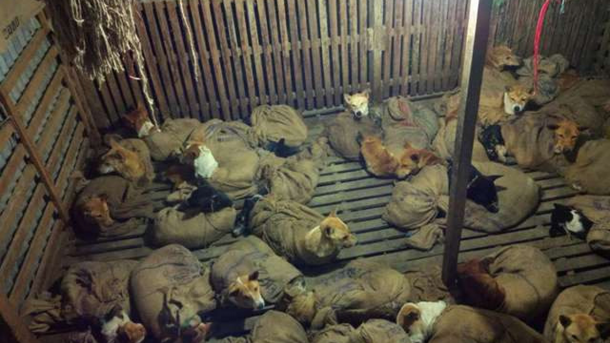 Illustration : "Destinés à être tués, des dizaines de chiens empaquetés dans une pièce ont été sauvés  "