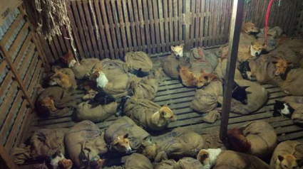 Illustration : Destinés à être tués, des dizaines de chiens empaquetés dans une pièce ont été sauvés  