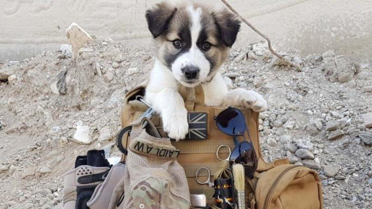Illustration : "Après un voyage de près de 5000 km, un soldat et son chien sont enfin réunis"