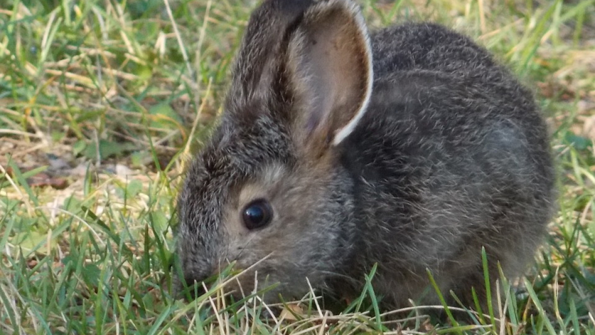 Comment bien choisir une cage à lapin ?