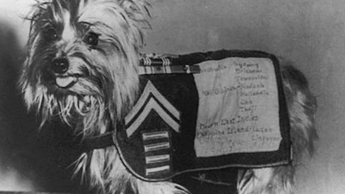 Illustration : "Errant pendant la seconde guerre mondiale, Ce chien sauve des soldats et devient le premier chien d'assistance ! "