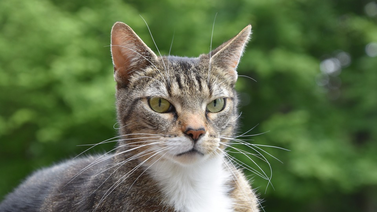 Illustration : "Un chat reçoit une cinquantaine de plombs et parvient à survivre"