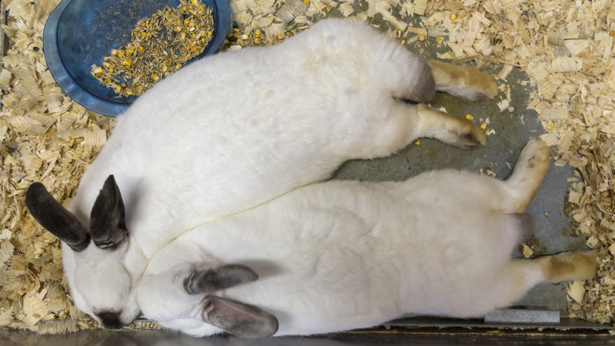 Illustration : "L'obésité chez le lapin"