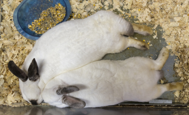 Illustration : "L'obésité chez le lapin"