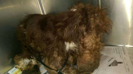 Illustration : Ce chien abandonné avait près de 3 kg de poils sales et emmêlés sur lui