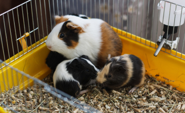 Illustration : "Choisir une cage de transport pour cochon d'Inde"
