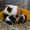 Illustration : Choisir une cage de transport pour cochon d'Inde