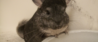 Illustration : "Soins et hygiène à apporter à votre chinchilla"