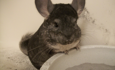 Illustration : "Soins et hygiène à apporter à votre chinchilla"