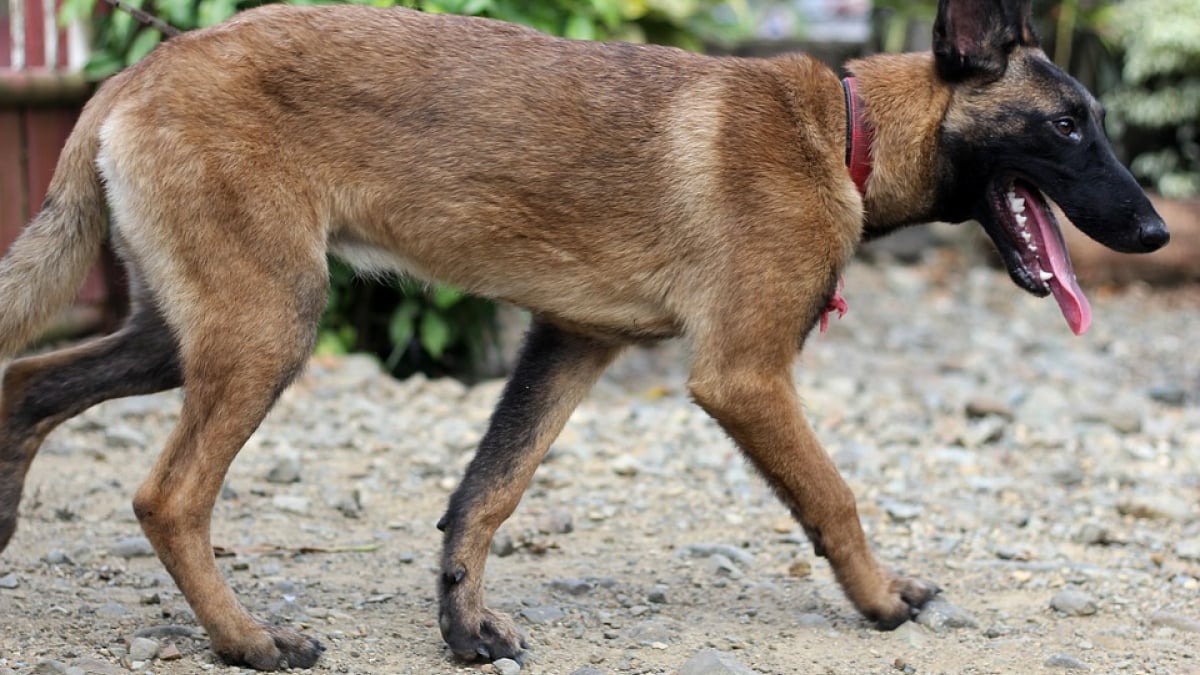 Illustration : "Un chien sauve la vie de son maître, pris en chasse par un sanglier"