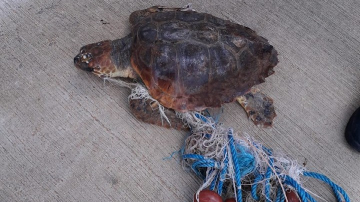 Illustration : "Des marins sauvent une tortue marine prisonnière de filets de pêche et la rende à son habitat naturel (Vidéo)"