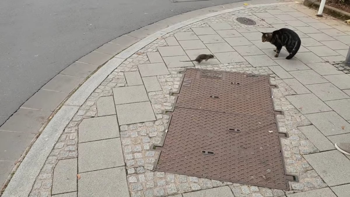 Illustration : "(Vidéo) Un rat se fait attaquer par un chat puis, il devient son pire cauchemar ! "