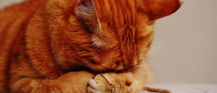 Illustration : "Des cadavres de chats découverts chez la présidente d'une association de protection des animaux"