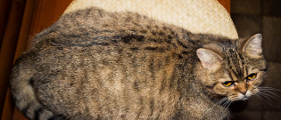Illustration : "Alimenter une chatte en pleine gestation"