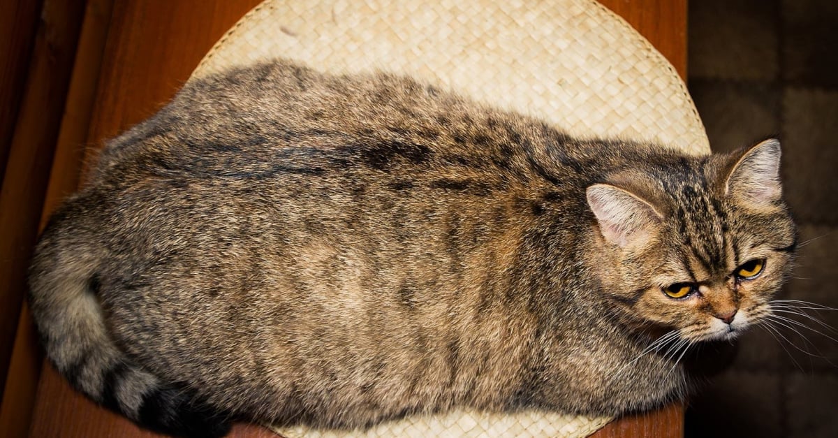 Nos Conseils Pour Alimenter Une Chatte En Pleine Gestation Nos Conseils Pour Alimenter Une Chatte En Pleine Gestation