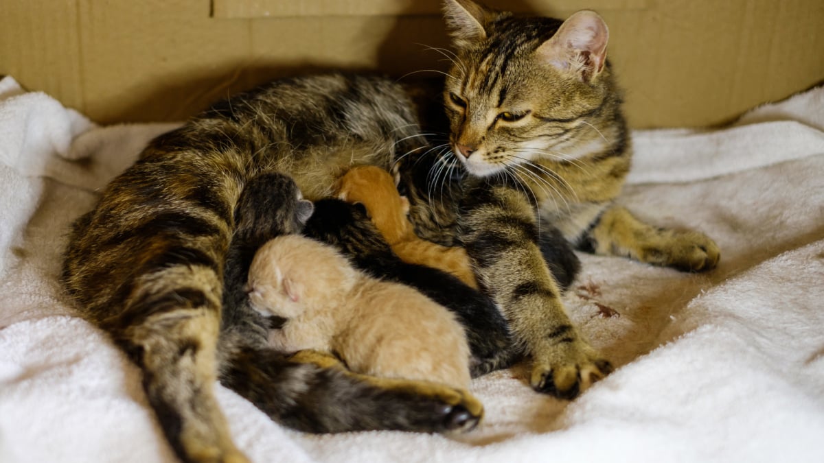 Nos Conseils Pour Alimenter Une Chatte En Plein Allaitement