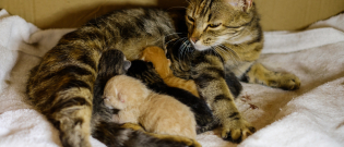 Illustration : "Alimenter une chatte en plein allaitement"