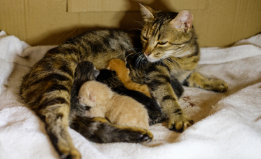 Illustration : "Alimenter une chatte en plein allaitement"