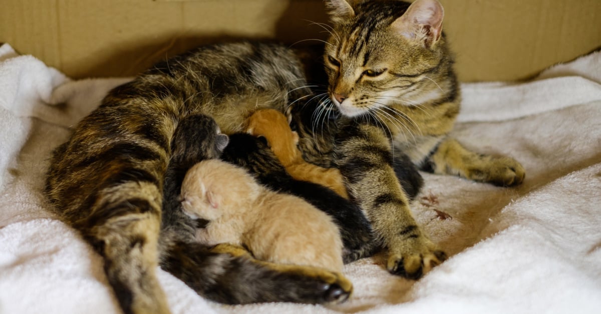 Nos Conseils Pour Alimenter Une Chatte En Plein Allaitement