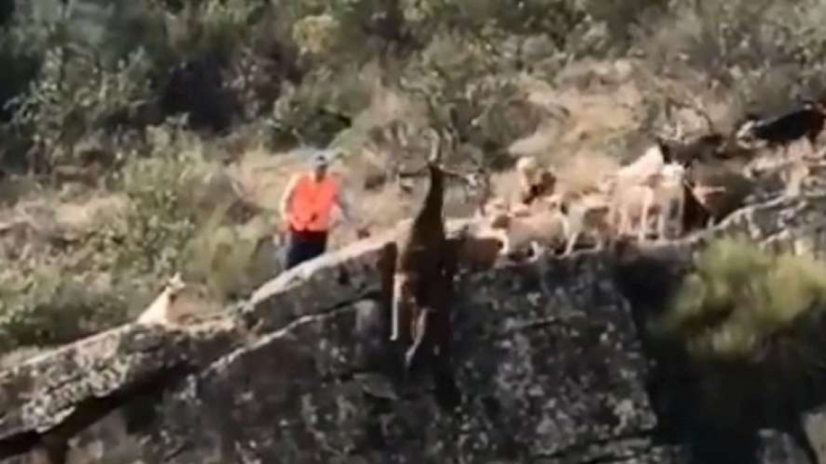 Illustration : "Plusieurs chiens et un cerf tombent d’une falaise après une partie de chasse qui fait scandale"