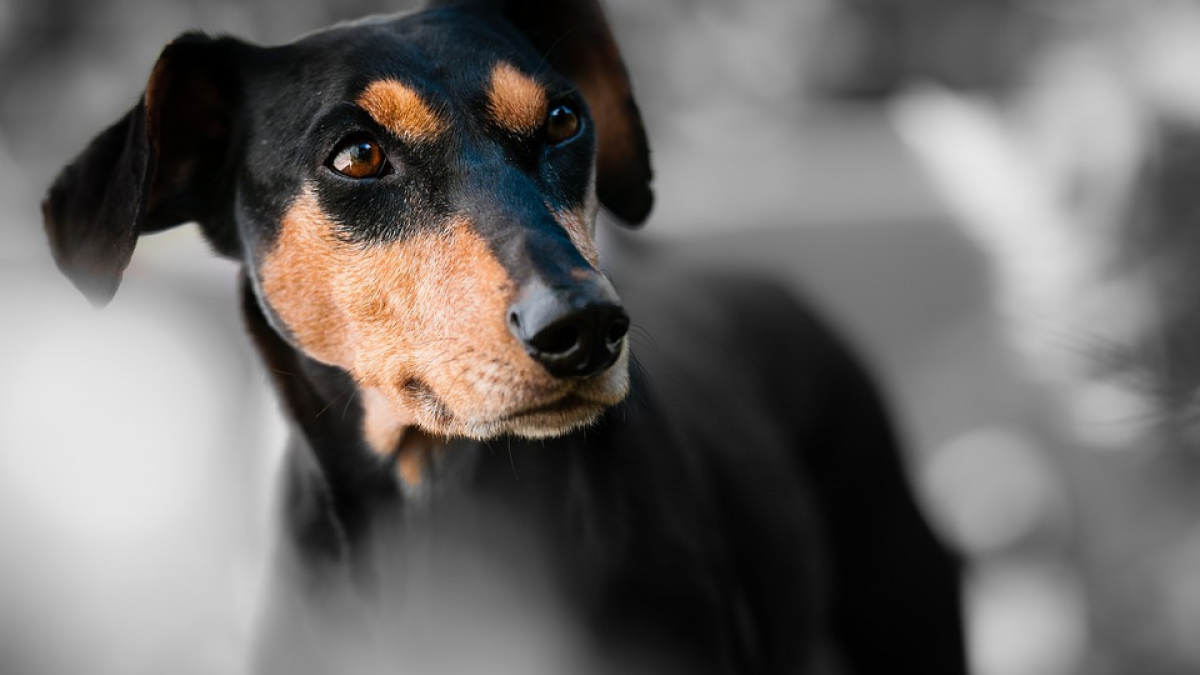 Illustration : "Un chien défèque dans un jardin et est accusé de crime raciste"