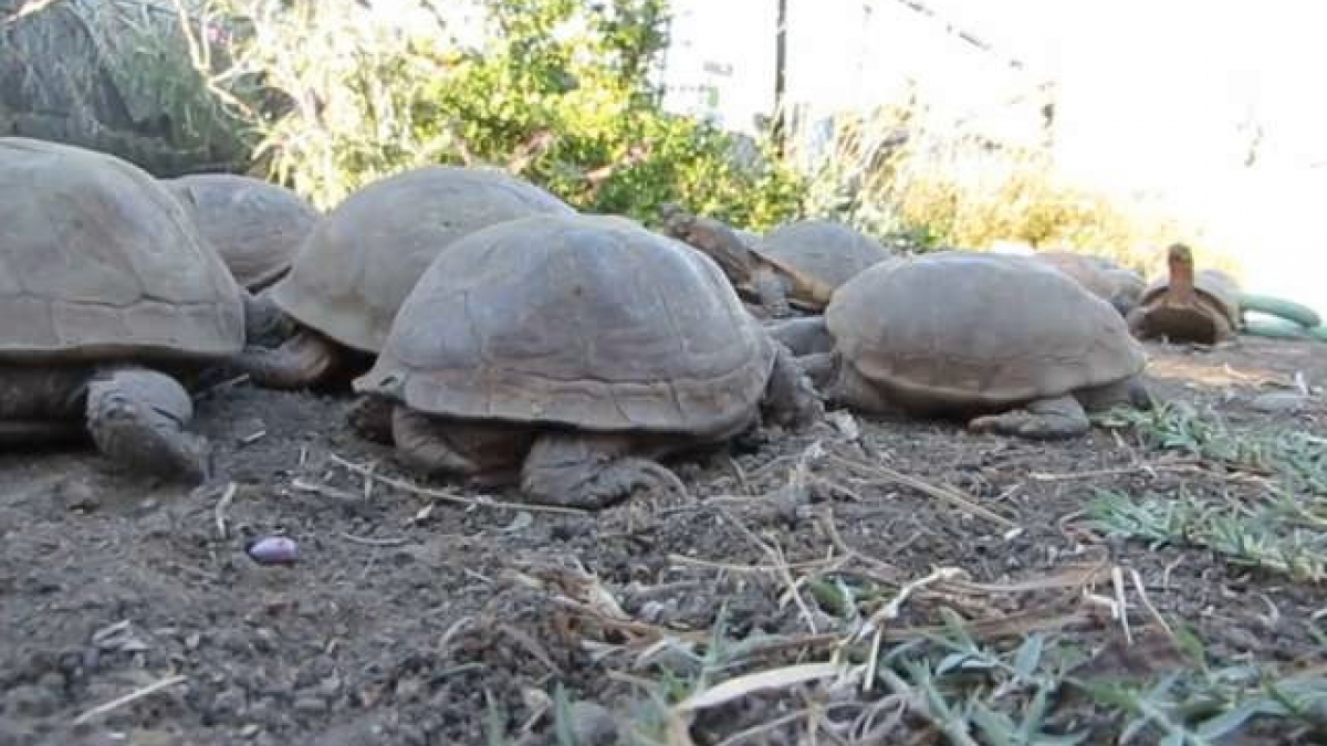 Illustration : "Nouveau départ : sauvés d'un violent incendie, ces tortues auront bientôt un nouveau refuge ! "