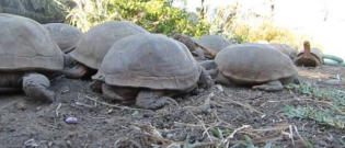 Illustration : "Nouveau départ : sauvés d'un violent incendie, ces tortues auront bientôt un nouveau refuge ! "
