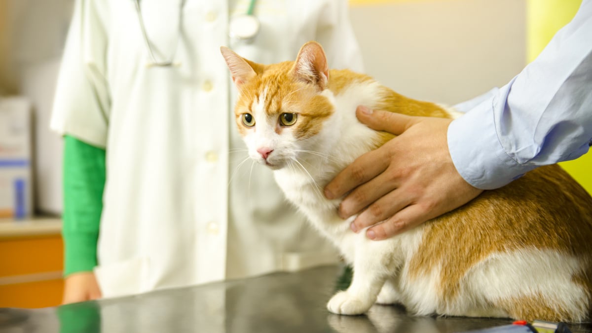 Illustration : "La visite périodique chez le vétérinaire pour le chat"