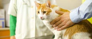 Illustration : "La visite périodique chez le vétérinaire pour le chat"