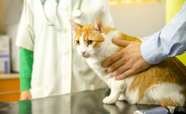 Illustration : "La visite périodique chez le vétérinaire pour le chat"