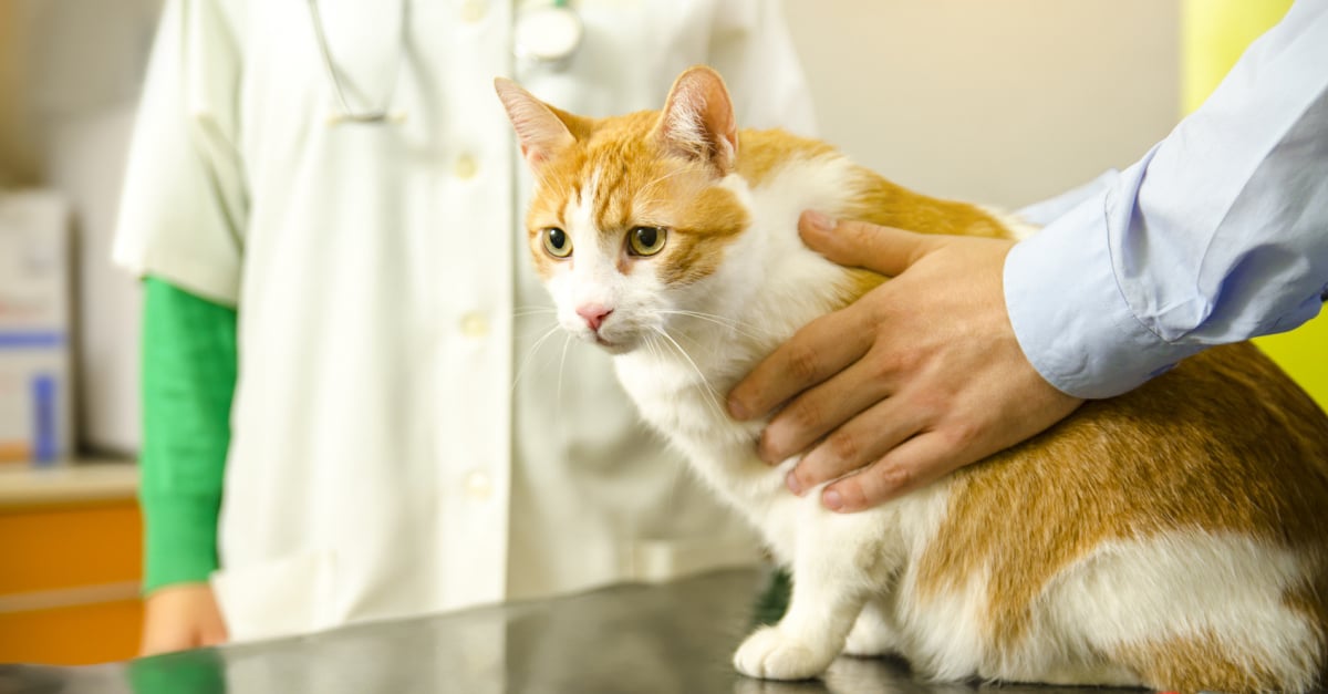 Pourquoi rendre visite régulièrement à votre vétérinaire pour votre chat