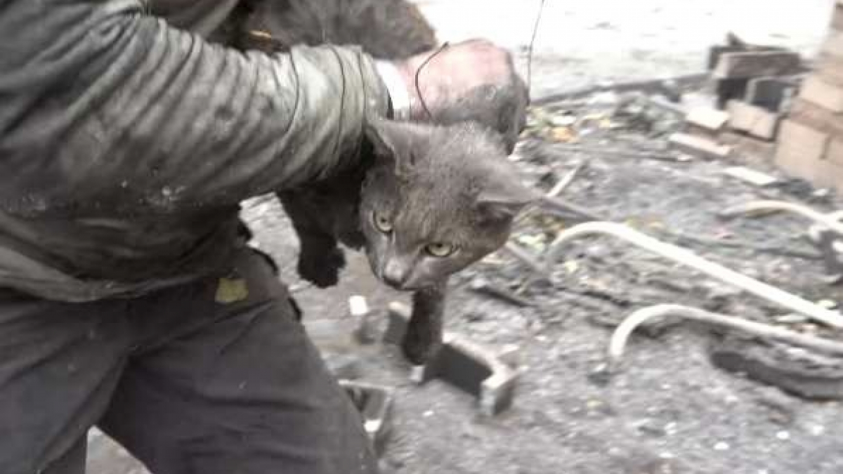 Illustration : "Le sauvetage d'un chat sauvé après les feux de forêt en Californie (vidéo)"
