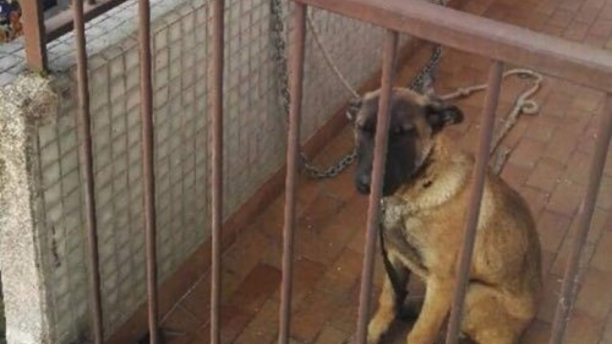 Illustration : "Pétition et 2 plaintes lancées pour sauver la vie d’un chiot, enchaîné sur un balcon"